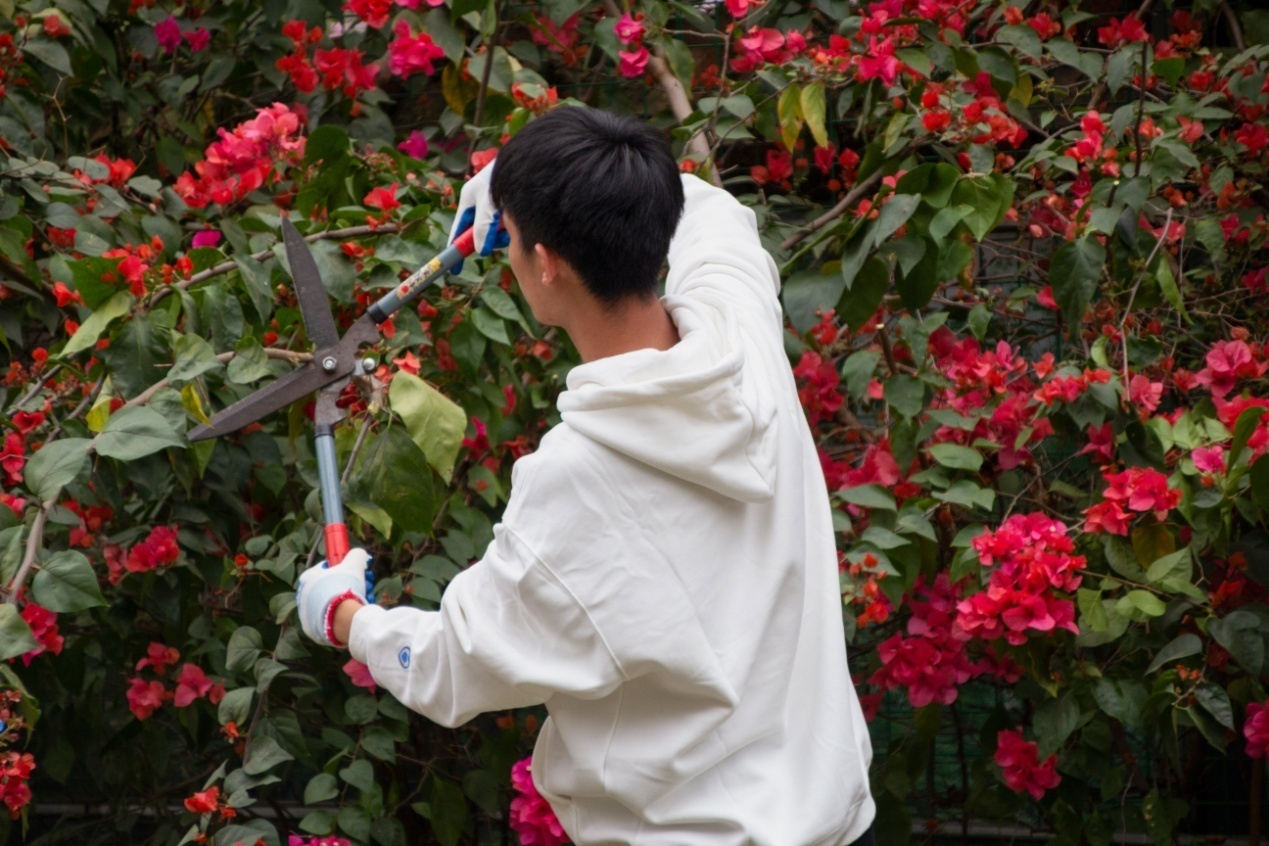 同學們親身實踐修剪三角梅