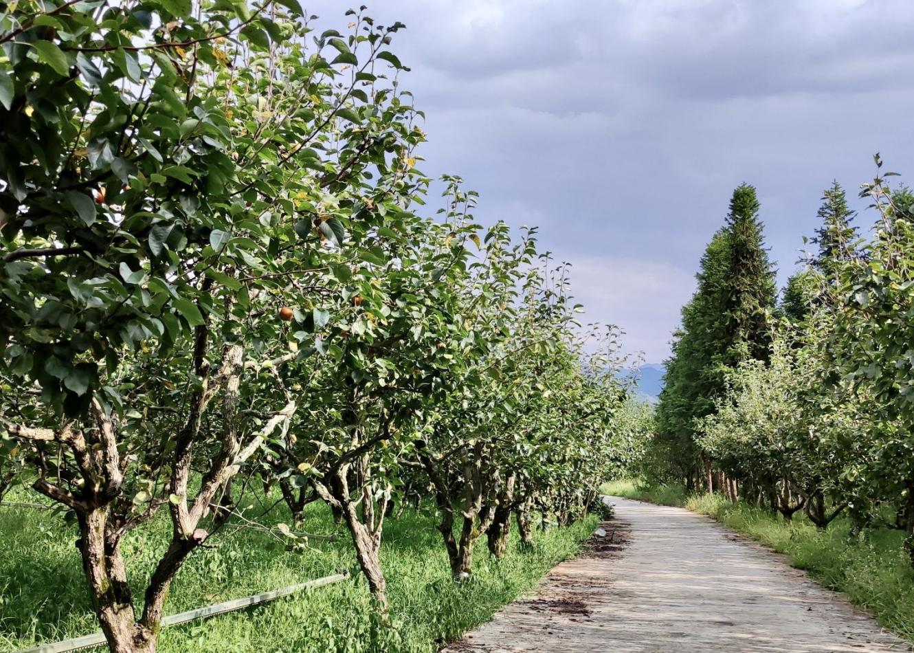 江口村千畝梨園基地現狀