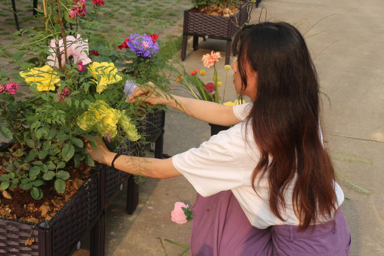 同學(xué)們將牡丹花插入花盆中